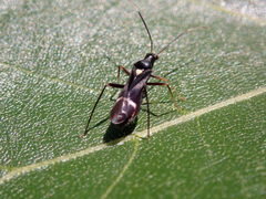 Pseudoxenetus regalis