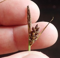 Carex saliniformis