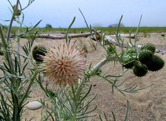 Cirsium pitcheri