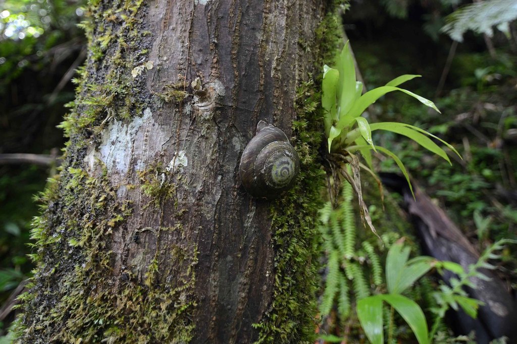 Pleurodontidae