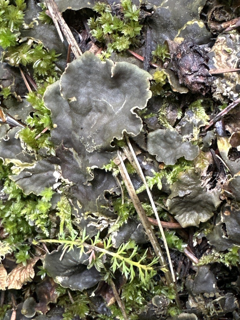 Peltigera fuscopraetextata