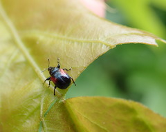 Synolabus bipustulatus