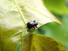 Synolabus bipustulatus