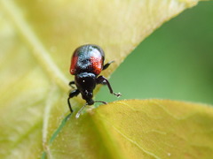 Synolabus bipustulatus