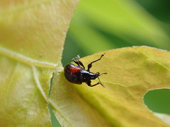 Synolabus bipustulatus