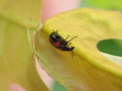Synolabus bipustulatus