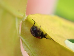 Synolabus bipustulatus