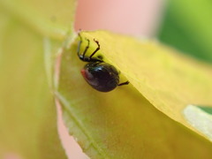 Synolabus bipustulatus