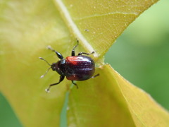 Synolabus bipustulatus