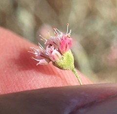 Eriogonum angulosum