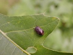 Penthimia americana