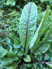 Rumex sanguineus