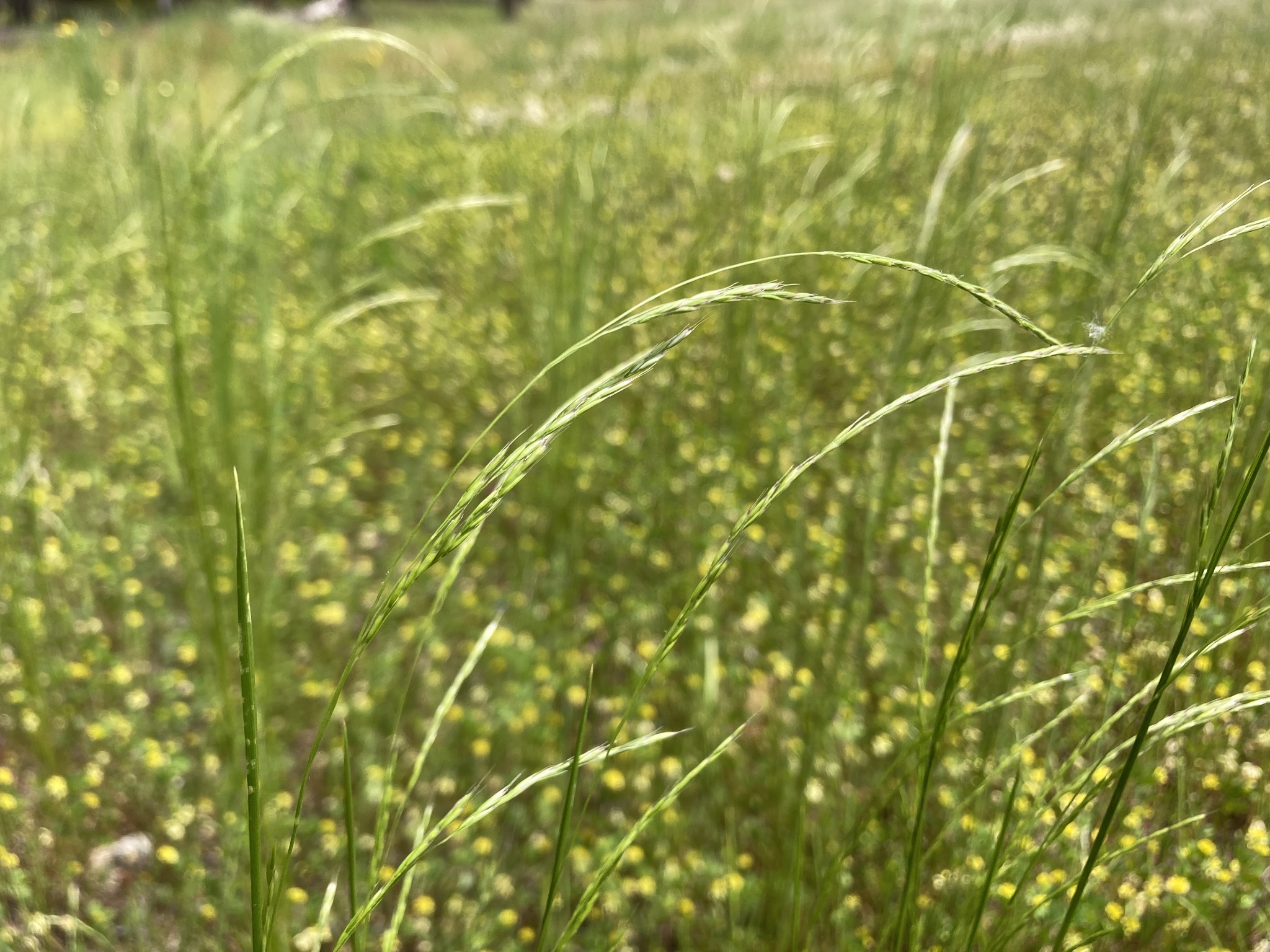 Deschampsia elongata