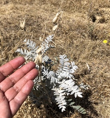 Astragalus oxyphysus