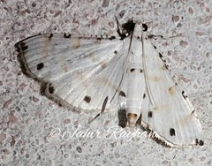 Pycnarmon meritalis