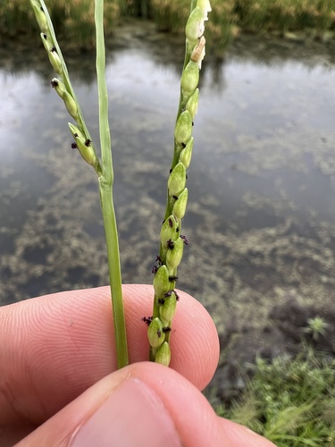 broadleaf signalgrass (Urochloa platyphylla)