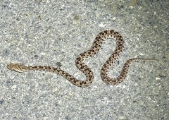 Slender Hognose Viper photo 4