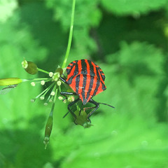 Graphosoma italicum italicum