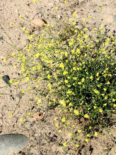 Brassica rapa