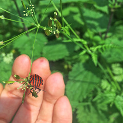 Graphosoma italicum italicum