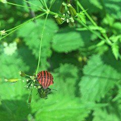 Graphosoma italicum italicum