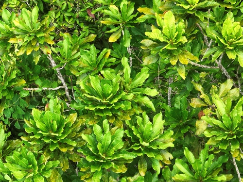 Chromolucuma rubriflora