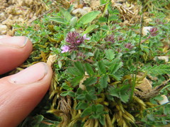 Thymus praecox britannicus
