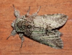 Dasychira vagans