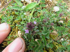 Thymus praecox britannicus