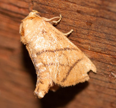 Apoda y-inversa