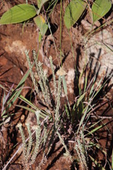 Helichrysum glomeratum
