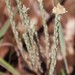 Helichrysum glomeratum - Photo (c) Tony Rebelo,  זכויות יוצרים חלקיות (CC BY-SA), הועלה על ידי Tony Rebelo