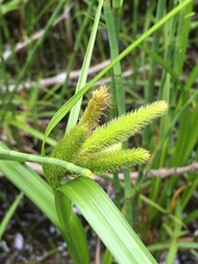 Carex pseudocyperus