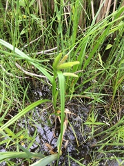 Carex pseudocyperus