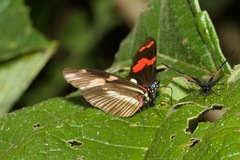 Heliconius telesiphe