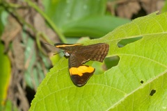 Adelpha irmina