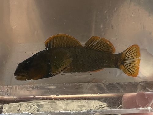 Tippecanoe darter (Etheostoma tippecanoe) — Percidae — 4