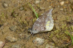 Lieinix nemesis nemesis