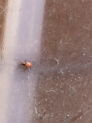 Ostearius melanopygius