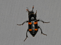 Nicrophorus sayi