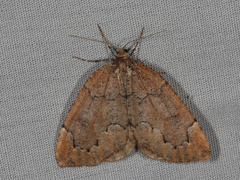 Spodolepis substriataria