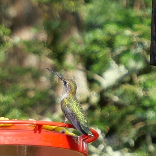 Ruby-throated Hummingbird photographed in Rhode Island