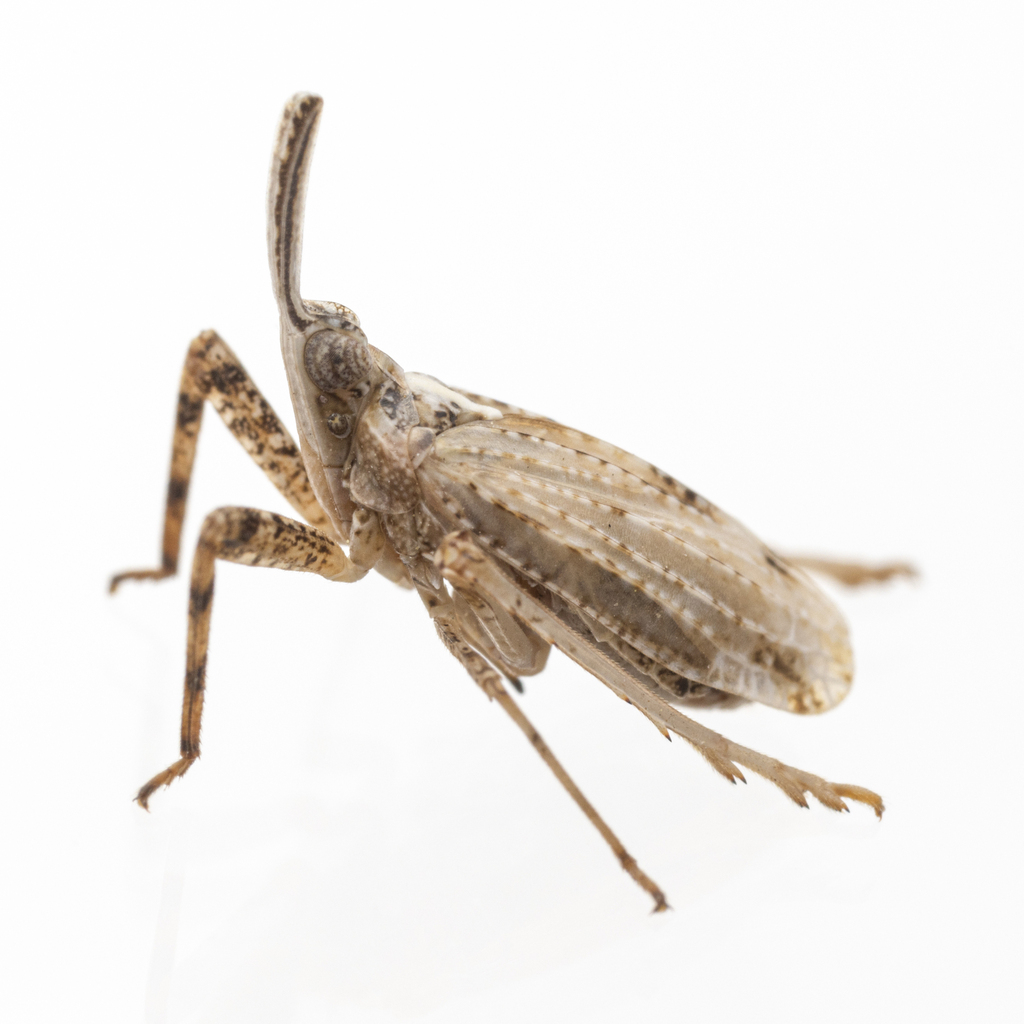 Scolops pallidus