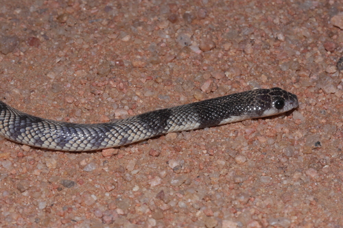 Cape Coral Snake