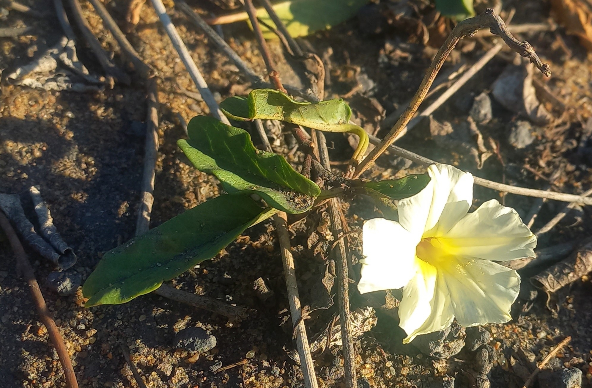 Ipomoea imperati