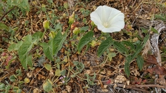 Calystegia macrostegia amplissima