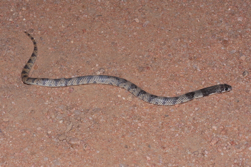 Cape Coral Snake