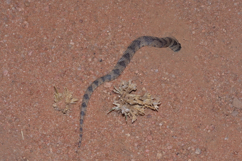 Cape Coral Snake