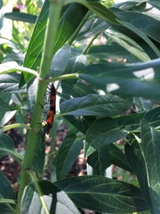 Oncopeltus fasciatus