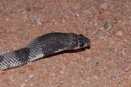 Cape Coral Snake